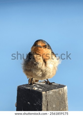 Similar – Image, Stock Photo Welcome swallow, Hirundo neoxena, perched on a wire