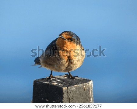 Similar – Image, Stock Photo Welcome swallow, Hirundo neoxena, perched on a wire