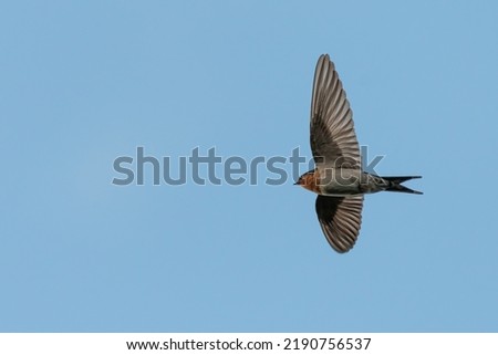 Image, Stock Photo Welcome swallow, Hirundo neoxena, perched on a wire