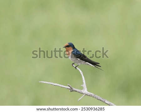Similar – Image, Stock Photo Welcome swallow, Hirundo neoxena, perched on a wire