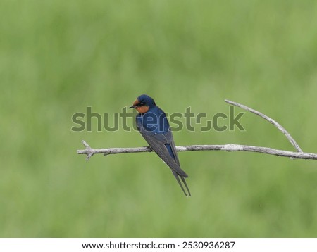Similar – Image, Stock Photo Welcome swallow, Hirundo neoxena, perched on a wire