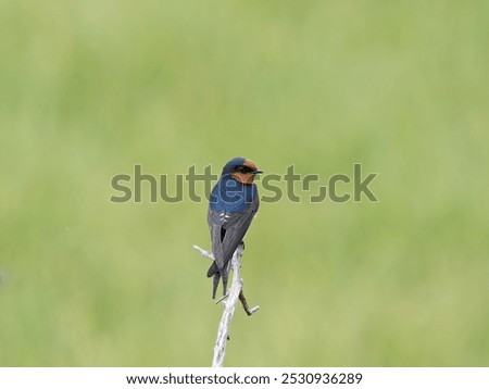 Similar – Image, Stock Photo Welcome swallow, Hirundo neoxena, perched on a wire