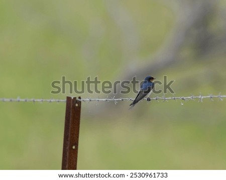Similar – Image, Stock Photo Welcome swallow, Hirundo neoxena, perched on a wire