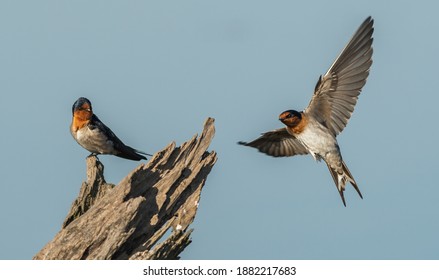 The welcome swallow (Hirundo neoxena) is a small passerine bird in the swallow family. It is a species native to Australia and nearby islands.