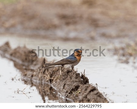 Similar – Image, Stock Photo Welcome swallow, Hirundo neoxena, perched on a wire