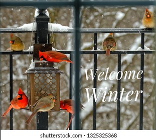 Welcome Winter Text Beside Colorful Red Northern Cardinals Feeding At Bird Feeder