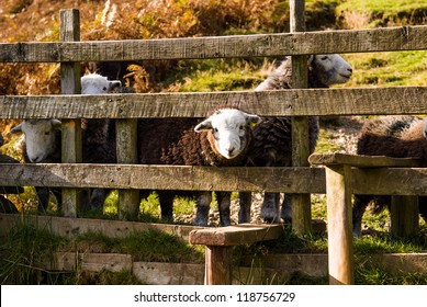 Welcoming Lakeland farming sheep