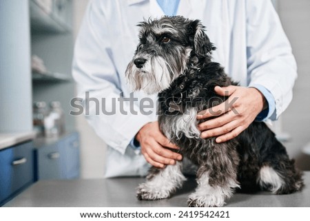 Well behaved domestic terrier dog at the veterinarian visit