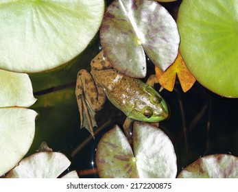 A well camouflaged bullfrog (Lithobates catesbeianus) in among the lily pads of a garden pond in Ottawa, Ontario, Canada.