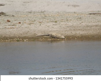 A well camouflaged crocodile sunning itself on the banks of the Rapti River at the Chitwan National Park in Nepal 