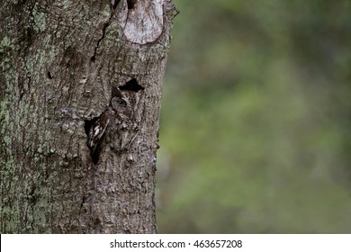 A Well Camouflaged Eastern Screech Owl