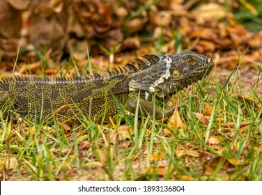 A Well Camouflaged Iguana Resting On The Lawn Of A South Florida Park.