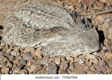 Well camouflaged Regal Horned Lizard in Organ Pipe National Monument, Ajo, Arizona, USA