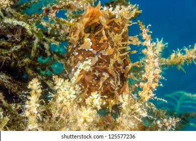 A Well Camouflaged Sargassum Frogfish Hides On Drifting Seaweed