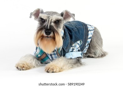 Well Dressed Dog Lying Down On White Background