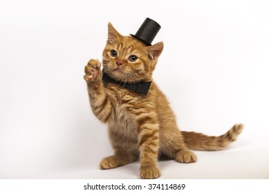 well dressed red kitten on white background