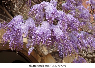 Well Established Wisteria Growing On The Wall Of An Old Building. 