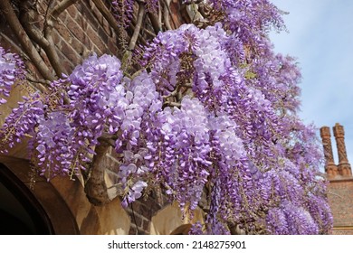 Well Established Wisteria Growing On The Wall Of An Old Building. 