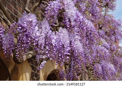 Well Established Wisteria Growing On The Wall Of An Old Building. 