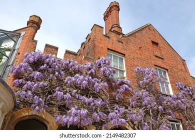 Well Established Wisteria Growing On The Wall Of An Old Building. 