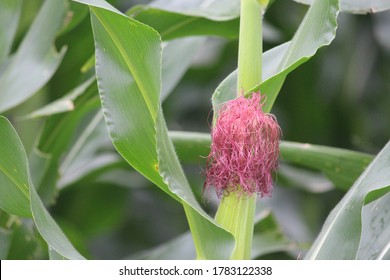 Well Grown Maize Plant Flower Is Raising And Developing To Bring Out Yield. Formation Looks Like Brown Hair 