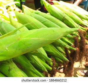 Well Grown Maize Pods In Sri Lanka