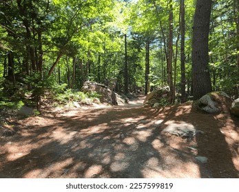 A well kept hiking trail through the woods on a summer day.