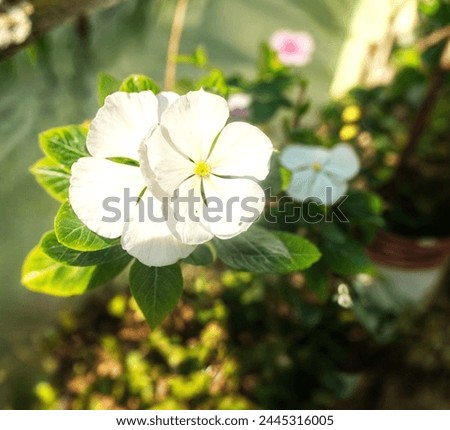 
It is well known that the white Catharanthus flower, also known as Vinca or Madagascar periwinkle.It is a delicate and beautiful flower that belongs to the Apocynaceae family. 