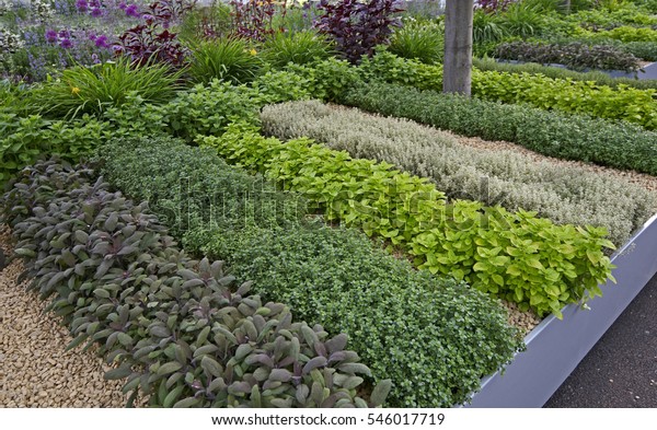 A well laid out Herb\
Garden