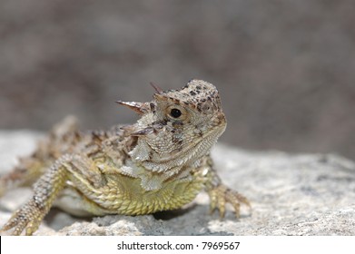 A well lit portrait of a Texas horned lizard on a rock.