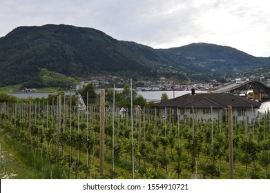 A Well Organised Organic Apple Farm In Sogndal, Norway - 3 August 2015