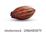 A well ripened cocoa bean. cacoa seede are the main ingredient of chocolate, while the pulp is used in some countries to prepare refreshing juice, smoothies, jelly, and cream. 