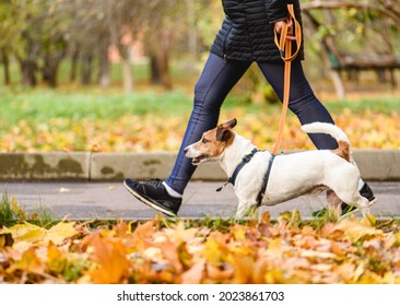 Well trained dog walking on loose leash next to owner in autumn park on warm sunny day