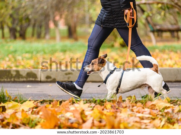 Well trained dog walking on loose leash\
next to owner in autumn park on warm sunny\
day