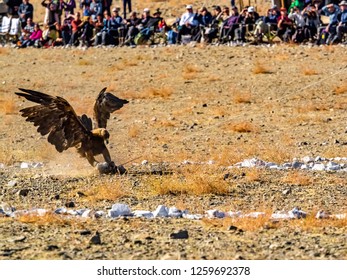 Eagle Racing Stock Photos Images Photography Shutterstock