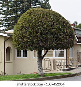 A Well Trimmed Tree