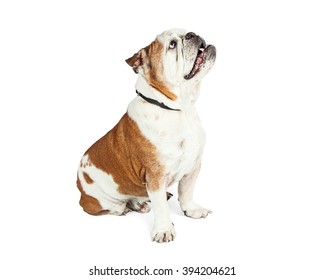 Well-behaved Purebred Bulldog Breed Dog Sitting To The Side And Looking Up With Attention At A Person Outside Of The Frame