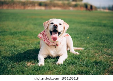 Well-bred dog. Labrador lying on a green lawn. Elderly labrador lying on the grass.