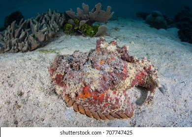 鬼達磨虎魚hd Stock Images Shutterstock