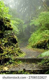 A well-defined mountain path winds steeply upward through the dense fog of a tropical rainforest. The scene is intensely atmospheric, with heavy mist enveloping the hillside.