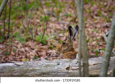 A well-disguised lone hare pauses behind a fallen tree to make sure I'm only wielding a camera, before hopping off through the Swedish forest in search of some more fresh springtime grass. 
