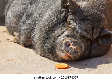 Well-fed and black pig sleeps next to a carrot. Black hog is so full that he can't eat anymore