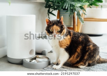Well-fed multicolor cat waiting for food near smart feeder gadget with water fountain and dry food dispenser in cozy home interior. Home life with pet. Healthy pet food diet concept. Selective focus