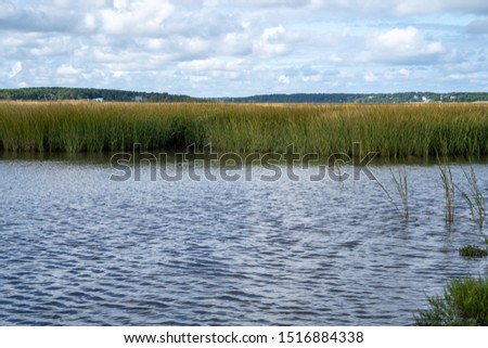 Wellfleet Salt Marsh in Cape Cod