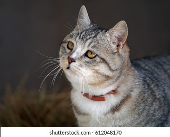 Well-groomed Cat In A Collar From Parasites