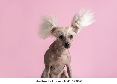 Well-groomed Chinese Crested Dog In The Studio. Hair Blowing In The Wind