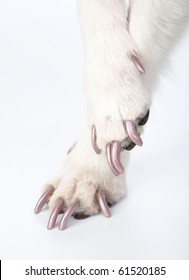 Well-groomed Dog Paws With Manicure