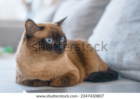 Well-groomed lazy Siamese brown cat with blue eyes lays imposingly, lounging on the sofa. Pet leisure, pillow rest, lazy break, chilling. cat looks sternly with a piercing look, Strict boss