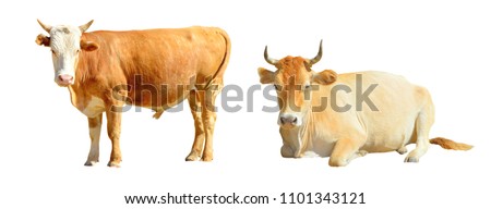 Well-groomed redhead with a white head horned bull, a stately beige horned bull lies on a white background isolated