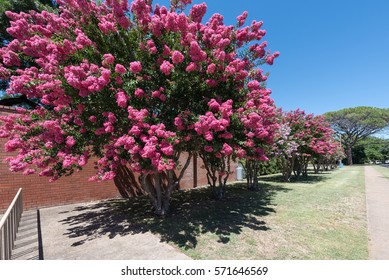 Wellington Memorial Pool, awesome place for summer vacation, with beautiful crepe myrtle blooms. Crepe myrtle or Lagerstroemia indica or Saru-suberi.